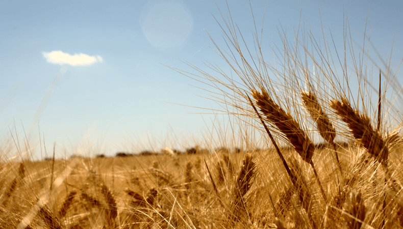 agro park ukr2