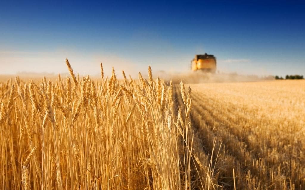 Рост экспорта украинской аграрной продукции в Китай существенно опережает показатели по другим товарным группам