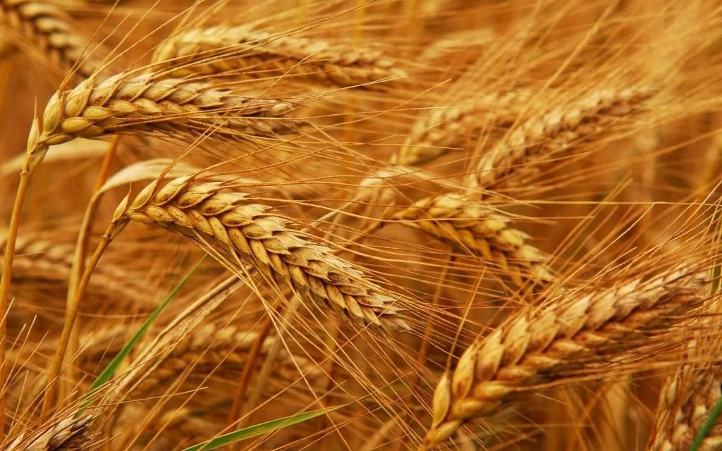 Украина установила абсолютный рекорд по экспорту зерна