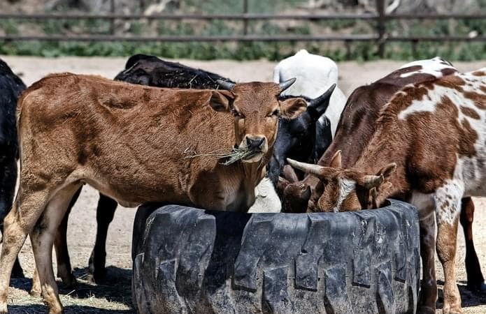 Перспективы украинского рынка говядины