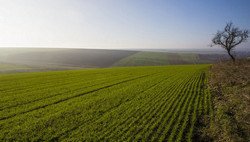 Китайские инвесторы построят агроиндустриальный парк в Украине
