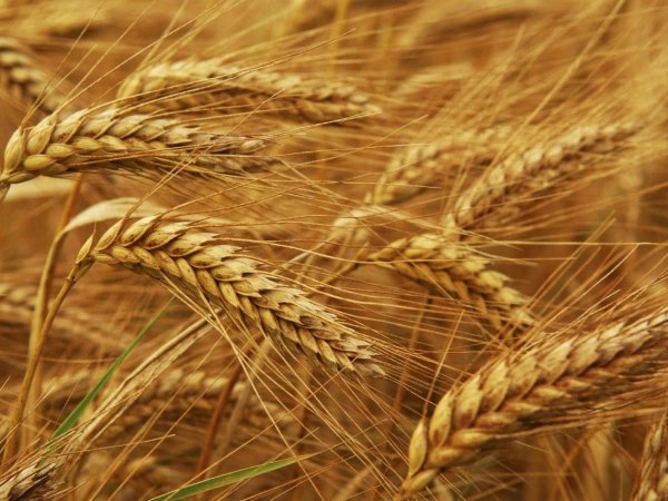 Агропромышленный комплекс формирует украинский экспорт