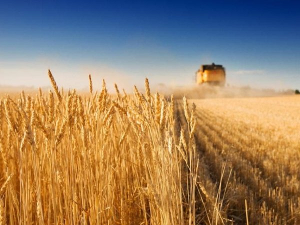 Рост экспорта украинской аграрной продукции в Китай существенно опережает показатели по другим товарным группам