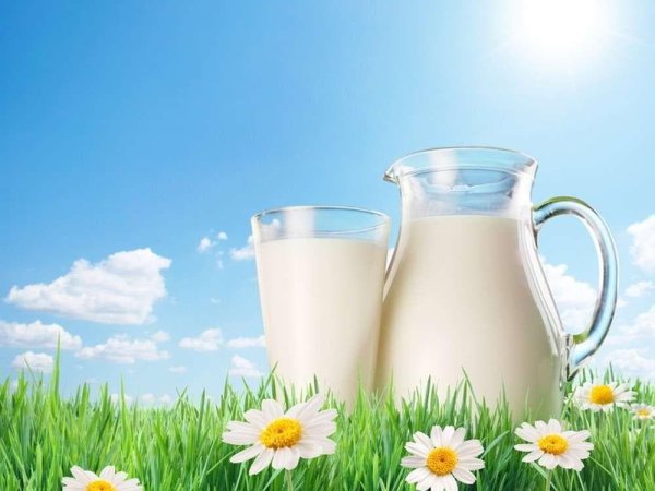 Украина резко увеличила экспорт молокопродуктов: доходы от экспорта превысили $140 млн