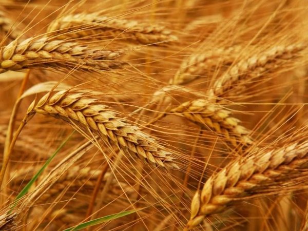 Украина установила абсолютный рекорд по экспорту зерна