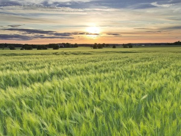 «Ревизоры» из Китая проверяют украинский ячмень