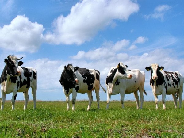 Китайская делегация проверит украинских производителей говядины