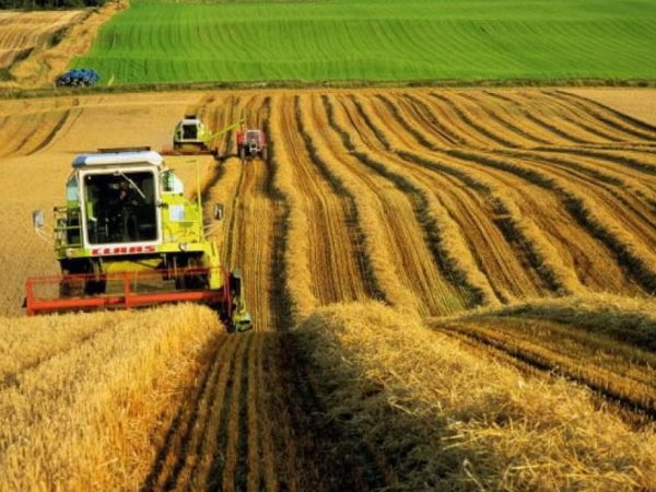 Украинские аграрии нарастили экспорт в Китай в 12 раз