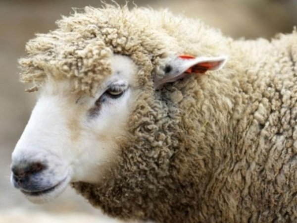 Низкие цены стимулируют рост потребления баранины в Китае