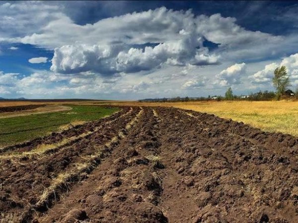 Без рынка земли Китай не будет инвестировать в украинские проекты по садоводству