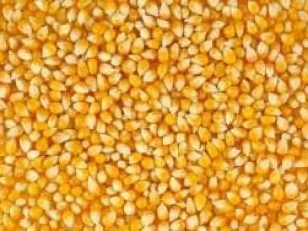 Китай готовится к экспорту кукурузы?